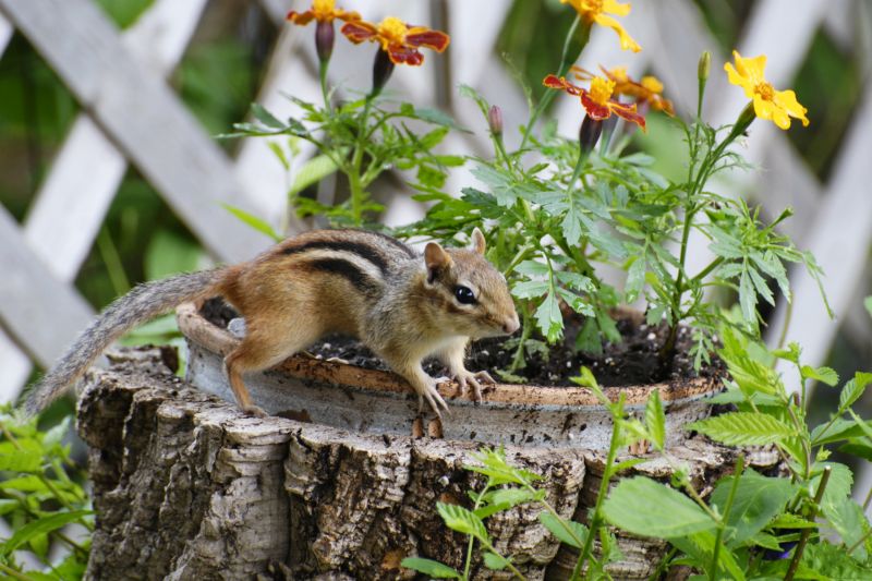 Local Chipmunk Control pros at work