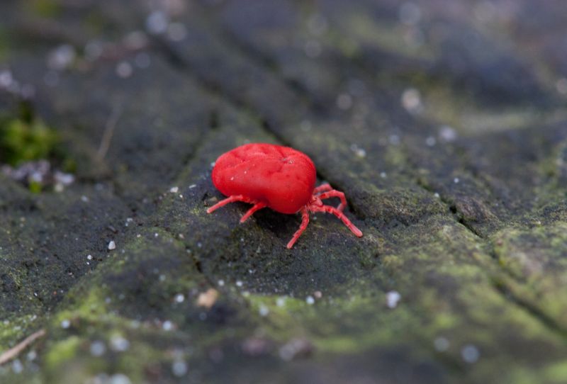 Mites Extermination in Frisco, TX