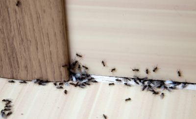 Ants Extermination Service in Frisco, TX