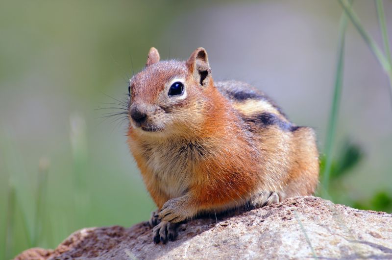 Chipmunk Control