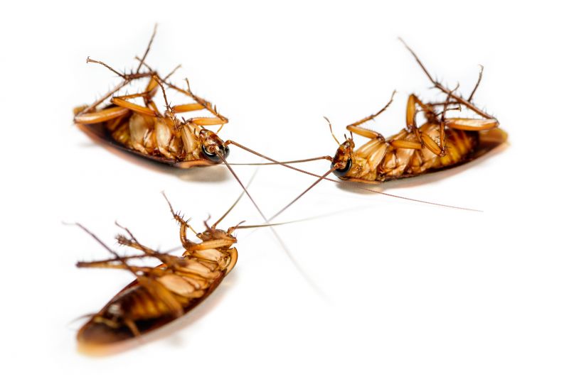 Cockroach Fumigation Service