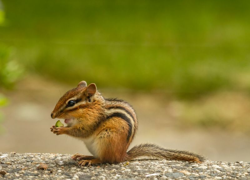 Cost of Chipmunk Control — Cost of Chipmunk Control