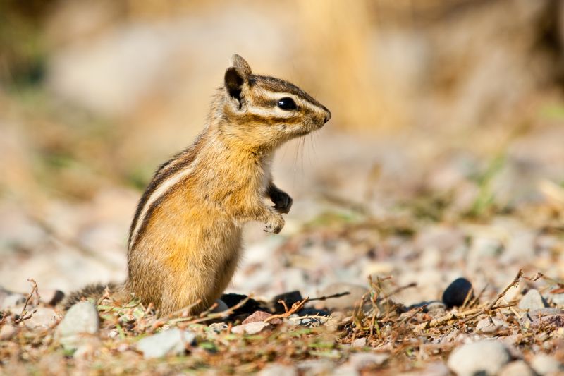 Cost of Chipmunk Control — Cost of Chipmunk Control