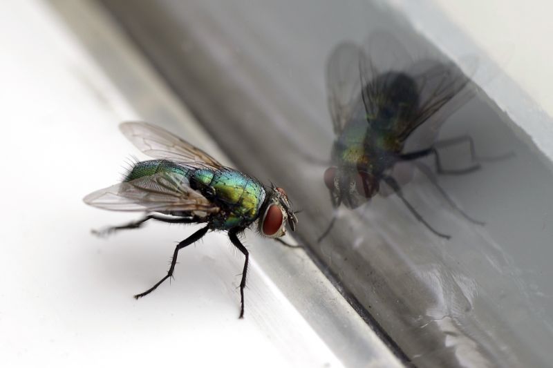 Fly Extermination in Mckinney, TX