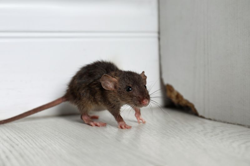 Health Risks Associated With Rodents In Residential And Commercial Spaces