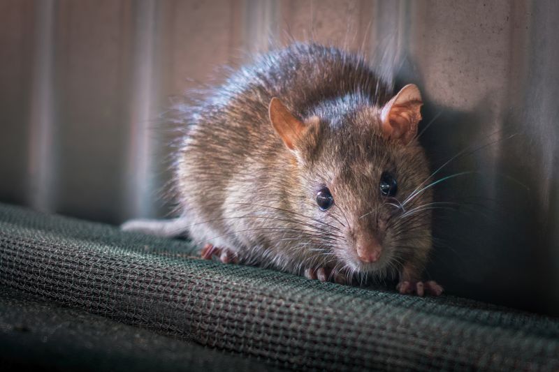 Health Risks Associated With Rodents In Residential And Commercial Spaces