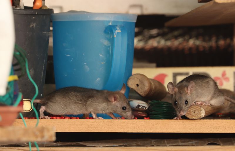 How Rodents Damage Homes