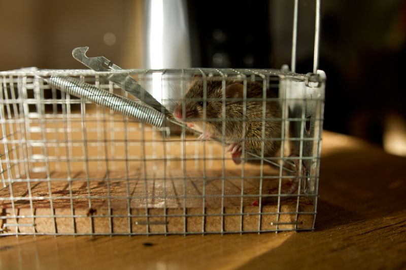 How Rodents Damage Homes